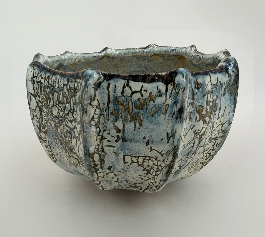 Gerippte Schale — Blaugrau mit braunen Spuren — Gesamtansicht, 1.