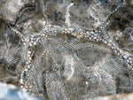 Cuenco grande de formas abombadas — gris azulado y trama crema — Detalle del esmalte, 7.