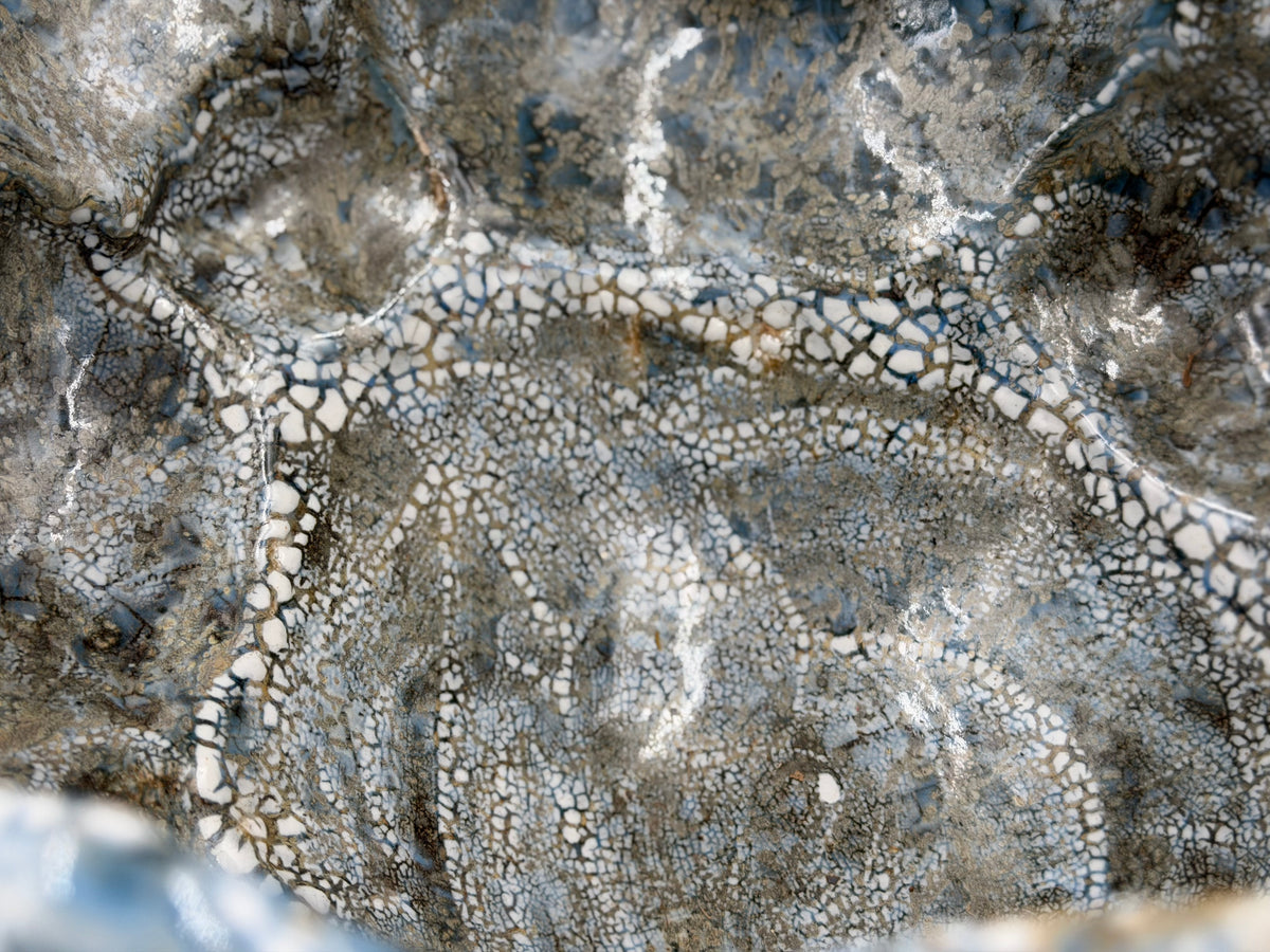 Cuenco grande de formas abombadas — gris azulado y trama crema — Detalle del esmalte, 7.